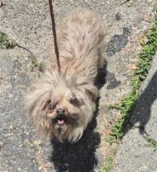 Shelter Stray Male Dog last seen Near BLOCK MELROSE ST, DETROIT, MI 48211, 7401 Chrysler Dr, Detroit, MI 48211, USA