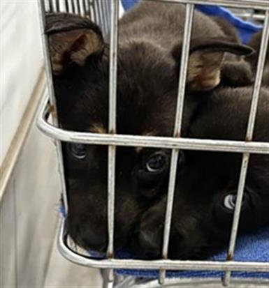 Shelter Stray Unknown Dog last seen CHARLOTTE, 8315 Byrum Dr, Charlotte, NC 28217, USA
