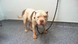 Shelter Stray Male Dog last seen CHARLOTTE, 8315 Byrum Dr, Charlotte, NC 28217, USA
