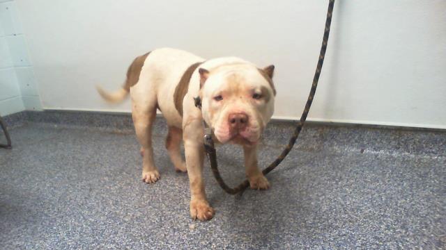 Shelter Stray Male Dog last seen CHARLOTTE, 8315 Byrum Dr, Charlotte, NC 28217, USA