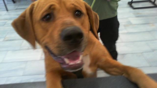 Shelter Stray Male Dog last seen CHARLOTTE, 8315 Byrum Dr, Charlotte, NC 28217, USA
