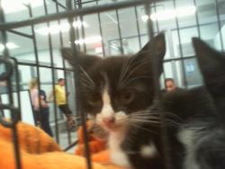 Shelter Stray Female Cat last seen CHARLOTTE, 8315 Byrum Dr, Charlotte, NC 28217, USA