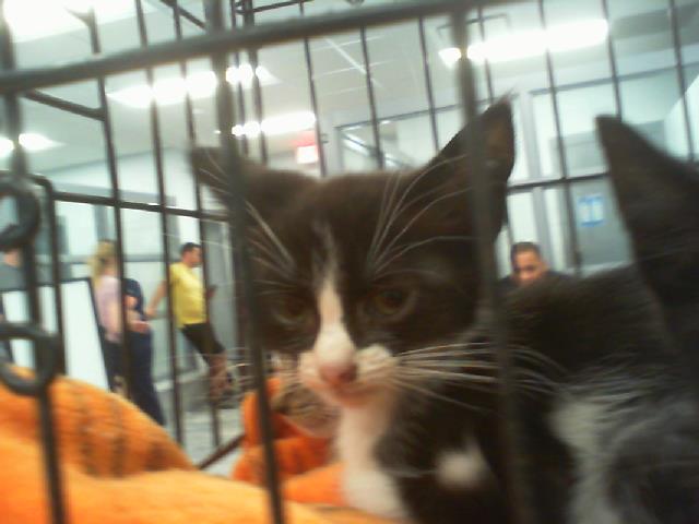 Shelter Stray Female Cat last seen CHARLOTTE, 8315 Byrum Dr, Charlotte, NC 28217, USA