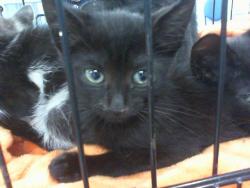 Shelter Stray Male Cat last seen CHARLOTTE, 8315 Byrum Dr, Charlotte, NC 28217, USA