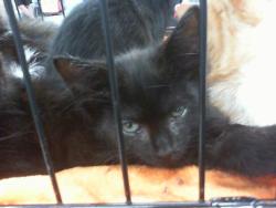 Shelter Stray Female Cat last seen CHARLOTTE, 8315 Byrum Dr, Charlotte, NC 28217, USA