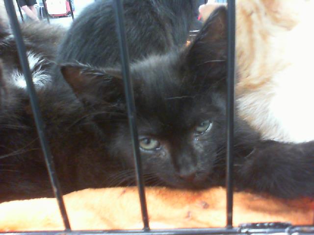 Shelter Stray Female Cat last seen CHARLOTTE, 8315 Byrum Dr, Charlotte, NC 28217, USA