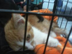 Shelter Stray Male Cat last seen CHARLOTTE, 8315 Byrum Dr, Charlotte, NC 28217, USA