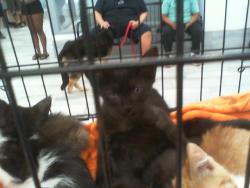 Shelter Stray Male Cat last seen CHARLOTTE, 8315 Byrum Dr, Charlotte, NC 28217, USA