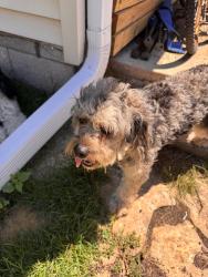 Found/Stray Unknown Dog last seen Dellmar and Keniworth, Joliet, IL 60435