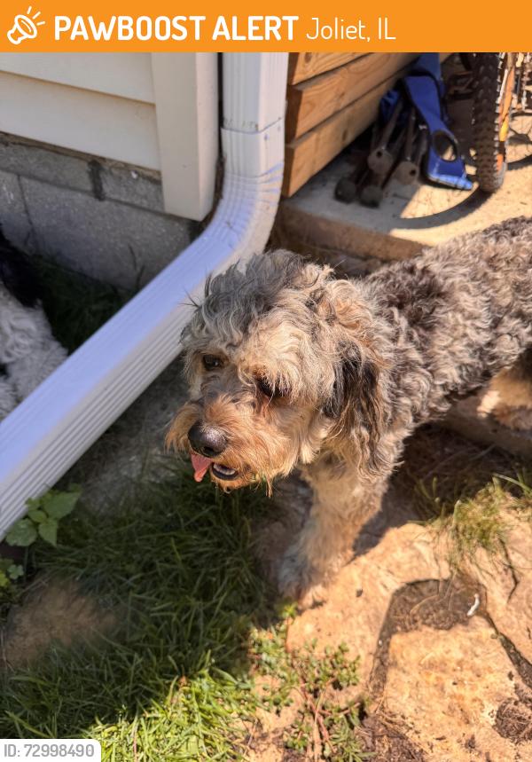 Found/Stray Unknown Dog last seen Dellmar and Keniworth, Joliet, IL 60435