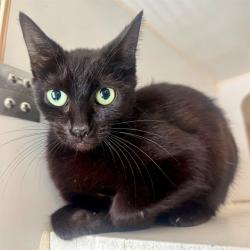 Shelter Stray Female Cat last seen Near BLOCK STETSON AVE HEMET CA 92544, 6851 Van Buren Boulevard, Jurupa Valley, CA 92509, USA