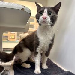 Shelter Stray Male Cat last seen Near BLOCK GROVE AVE, RIVERSIDE CA 92507, 6851 Van Buren Boulevard, Jurupa Valley, CA 92509, USA