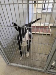 Shelter Stray Male Dog last seen Near BLOCK S CAPITOL REEF DR, 4522 W 3500 S, West Valley City, UT 84120, USA