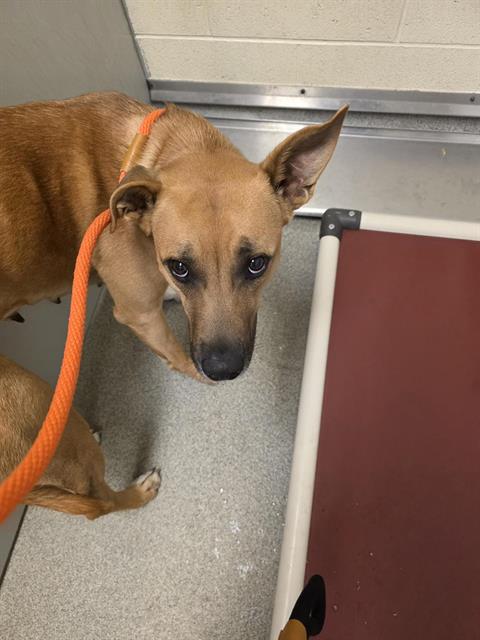 Shelter Stray Female Dog last seen Near BLOCK W 4100 S, WEST VALLEY CITY UT 84119, 4522 W 3500 S, West Valley City, UT 84120, USA