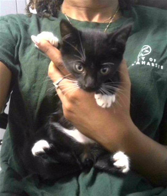 Shelter Stray Male Cat last seen SHALLEY DR, TALLAHASSEE FL 32309, 1125 Easterwood Dr, Tallahassee, FL 32311, USA