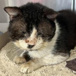 Shelter Stray Male Cat last seen HILLCREST, 4710 TX-151, San Antonio, TX 78227, USA