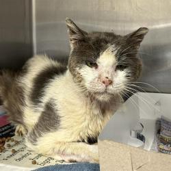 Shelter Stray Male Cat last seen Near BLOCK MINERS HILL, 4710 TX-151, San Antonio, TX 78227, USA