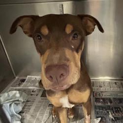 Shelter Stray Female Dog last seen UNKNOWN, 4710 TX-151, San Antonio, TX 78227, USA