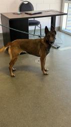 Shelter Stray Female Dog last seen BOWDING AND SALISBURY, 2020 Forest St, Jacksonville, FL 32204, USA