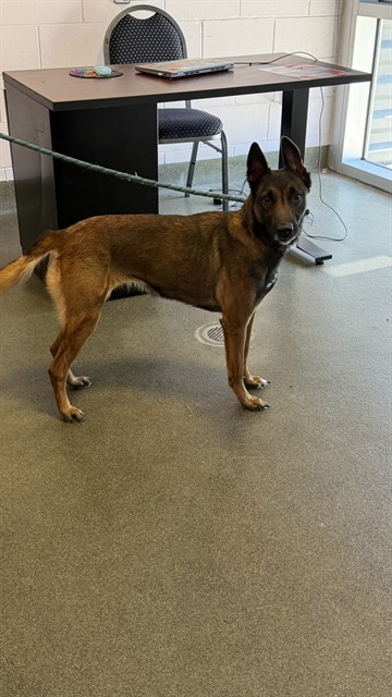 Shelter Stray Female Dog last seen BOWDING AND SALISBURY, 2020 Forest St, Jacksonville, FL 32204, USA