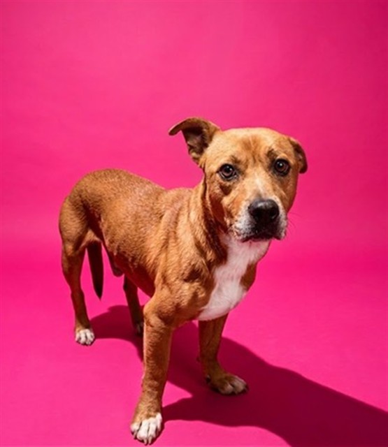 Shelter Stray Male Dog last seen Near BLOCK FORAKER RD, 2020 Forest St, Jacksonville, FL 32204, USA