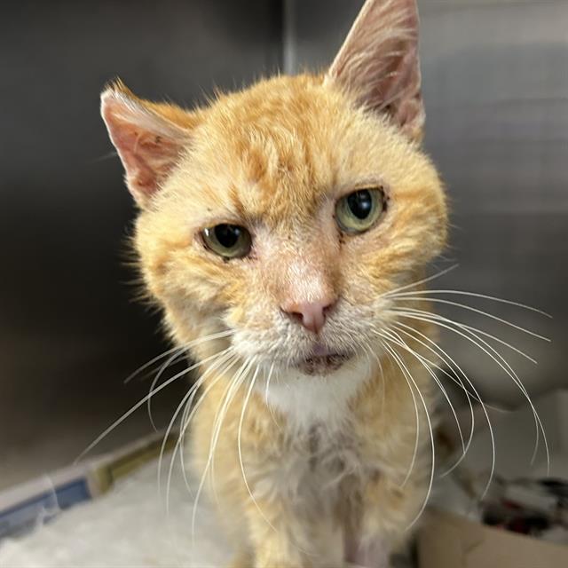 Shelter Stray Male Cat last seen Near BLOCK COMANCHE STAR, 4710 TX-151, San Antonio, TX 78227, USA