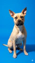 Shelter Stray Female Dog last seen Near BLOCK CAMELIA ST, 2020 Forest St, Jacksonville, FL 32204, USA