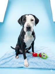 Shelter Stray Male Dog last seen Near BLOCK N MAIN ST, 2020 Forest St, Jacksonville, FL 32204, USA