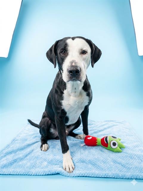 Shelter Stray Male Dog last seen Near BLOCK N MAIN ST, 2020 Forest St, Jacksonville, FL 32204, USA
