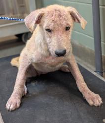 Shelter Stray Female Dog last seen Near BLOCK WILLOW BRANCH AVE, 2020 Forest St, Jacksonville, FL 32204, USA