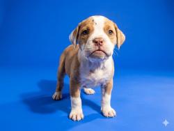Shelter Stray Female Dog last seen DREW ST AND GENEVE ST, 2020 Forest St, Jacksonville, FL 32204, USA