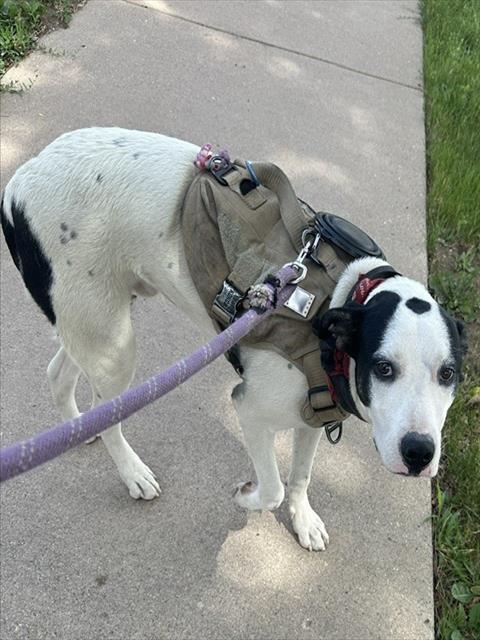 Shelter Stray Male Dog last seen Near BLOCK W PUEBLO BLVD, PUEBLO, CO 81005, 4600 Eagleridge Pl, Pueblo, CO 81008, USA