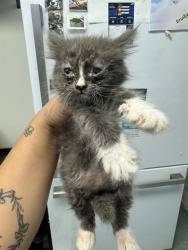 Shelter Stray Female Cat last seen MIRAGE DR BAKERSFIELD, 201 S Mt Vernon Ave, Bakersfield, CA 93307, USA