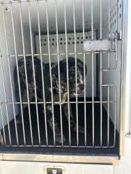 Shelter Stray Male Dog last seen Near BLK SARIO DR, BAKERSFIELD, CA, 201 S Mt Vernon Ave, Bakersfield, CA 93307, USA