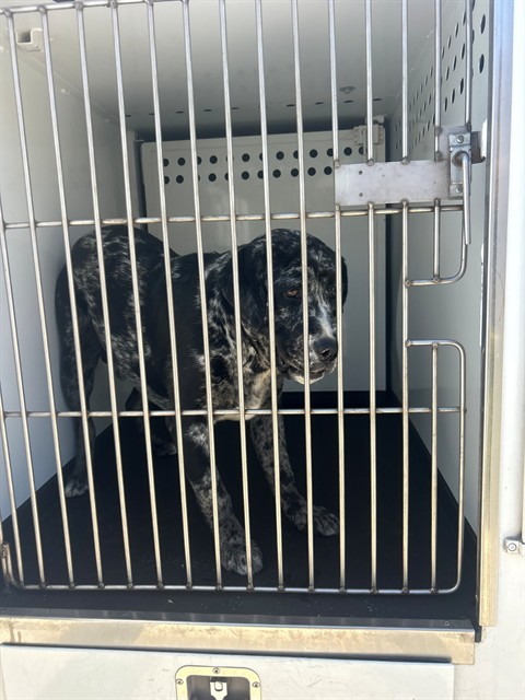 Shelter Stray Male Dog last seen Near BLK SARIO DR, BAKERSFIELD, CA, 201 S Mt Vernon Ave, Bakersfield, CA 93307, USA