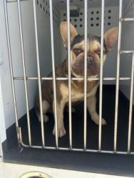 Shelter Stray Male Dog last seen Near BLK SARIO DR, BAKERSFIELD, CA, 201 S Mt Vernon Ave, Bakersfield, CA 93307, USA