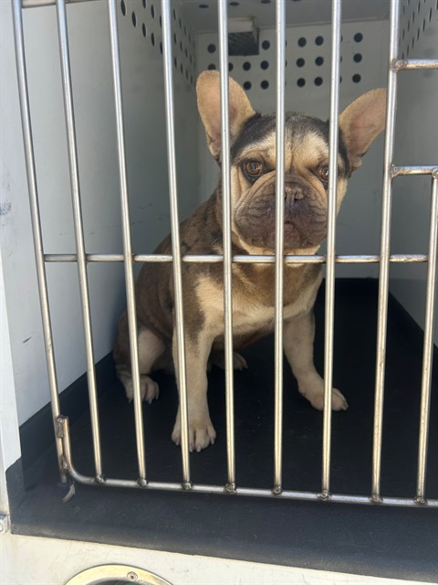 Shelter Stray Male Dog last seen Near BLK SARIO DR, BAKERSFIELD, CA, 201 S Mt Vernon Ave, Bakersfield, CA 93307, USA