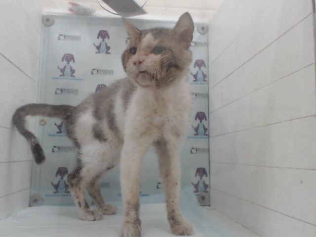 Shelter Stray Male Cat last seen , 2769 Conroy Rd, Orlando, FL 32839, USA