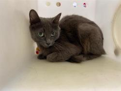 Shelter Stray Female Cat last seen Near BLOCK W MITCHELL ST, 3839 W Burnham St, West Milwaukee, WI 53215, USA