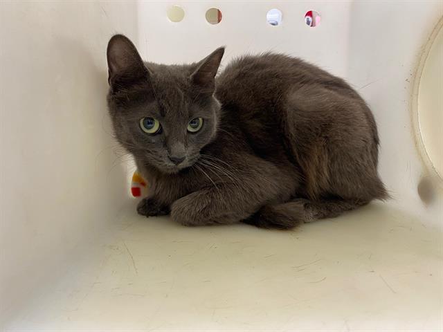 Shelter Stray Female Cat last seen Near BLOCK W MITCHELL ST, 3839 W Burnham St, West Milwaukee, WI 53215, USA