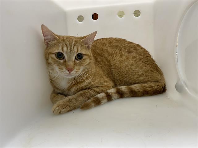 Shelter Stray Unknown Cat last seen Near BLOCK W MAPLE ST, 3839 W Burnham St, West Milwaukee, WI 53215, USA