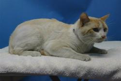 Shelter Stray Male Cat last seen , 216 W Victoria St, Gardena, CA 90248, USA