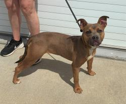 Shelter Stray Female Dog last seen Near BLOCK ESQUIRE ALY, 3528 Newburg Rd, Louisville, KY 40218, USA
