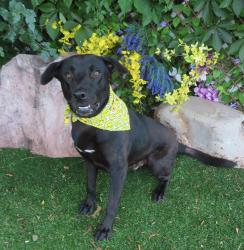Shelter Stray Male Dog last seen ABANDONED AT OKC AW, 2811 SE 29th St, Oklahoma City, OK 73129, USA
