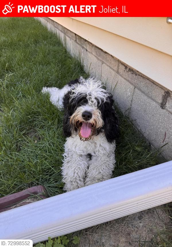 Lost Unknown Dog last seen Dellmar and Keniworth, Joliet, IL 60435