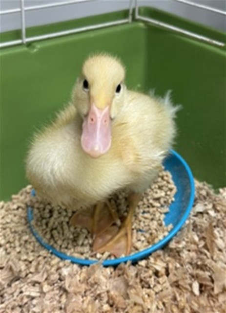 Shelter Stray Unknown Bird last seen DOMESTICATED DUCK, 2811 SE 29th St, Oklahoma City, OK 73129, USA