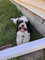 Lost Unknown Dog last seen Dellmar and Keniworth, Joliet, IL 60435