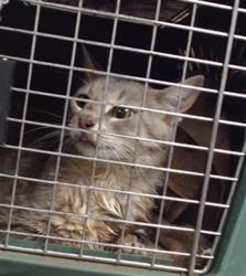 Shelter Stray Unknown Cat last seen , 2811 SE 29th St, Oklahoma City, OK 73129, USA