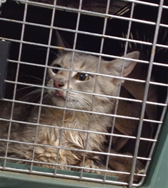Shelter Stray Unknown Cat last seen , 2811 SE 29th St, Oklahoma City, OK 73129, USA