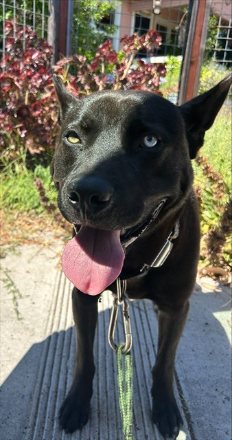 Shelter Stray Male Dog last seen SIERRA VISTA/ENRICO BLVD, 95820, 3839 Bradshaw Rd, Sacramento, CA 95827, USA